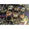 N°1428 - Série de 6 capsules de champagne - GENERIQUE (Lumi Champagne)